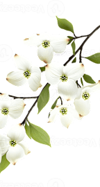 A branch with white flowers and green leaves against a black background.