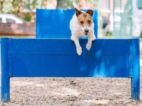 Pet-Friendly Apartments in Landover, MD with a Pet Park & Outdoor Play Space