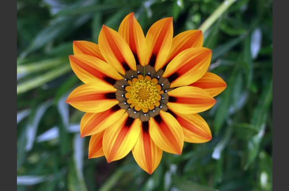 an orange and yellow flower on a green plant