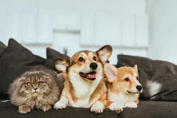 A cat and two dogs are sitting on a couch