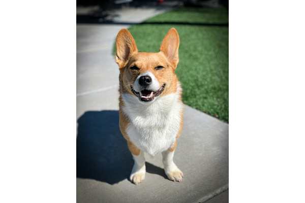 A corgi dog is standing on a concrete surface with its mouth open. at 605 Place Student Housing & Co-Living, St George Utah