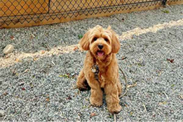 A small brown dog is sitting on a gravel surface.