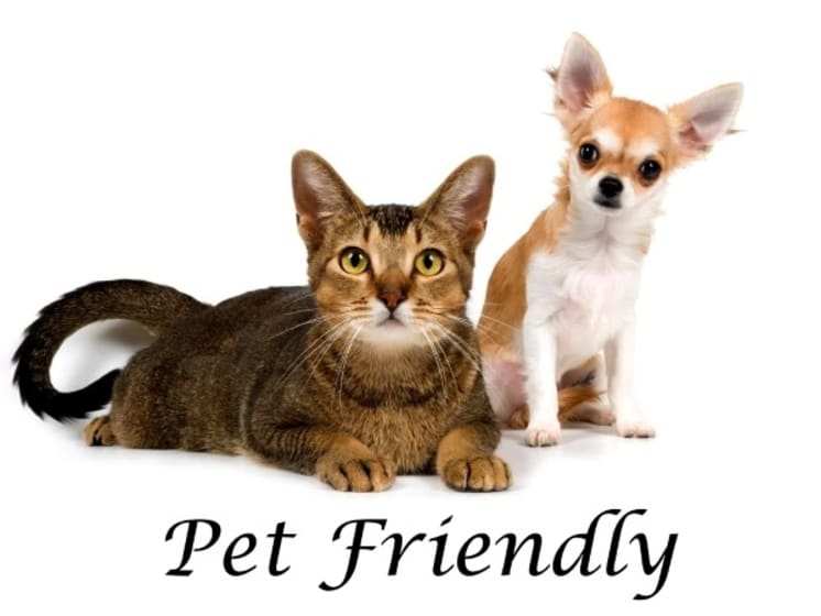 Pet Friendly cat and dog