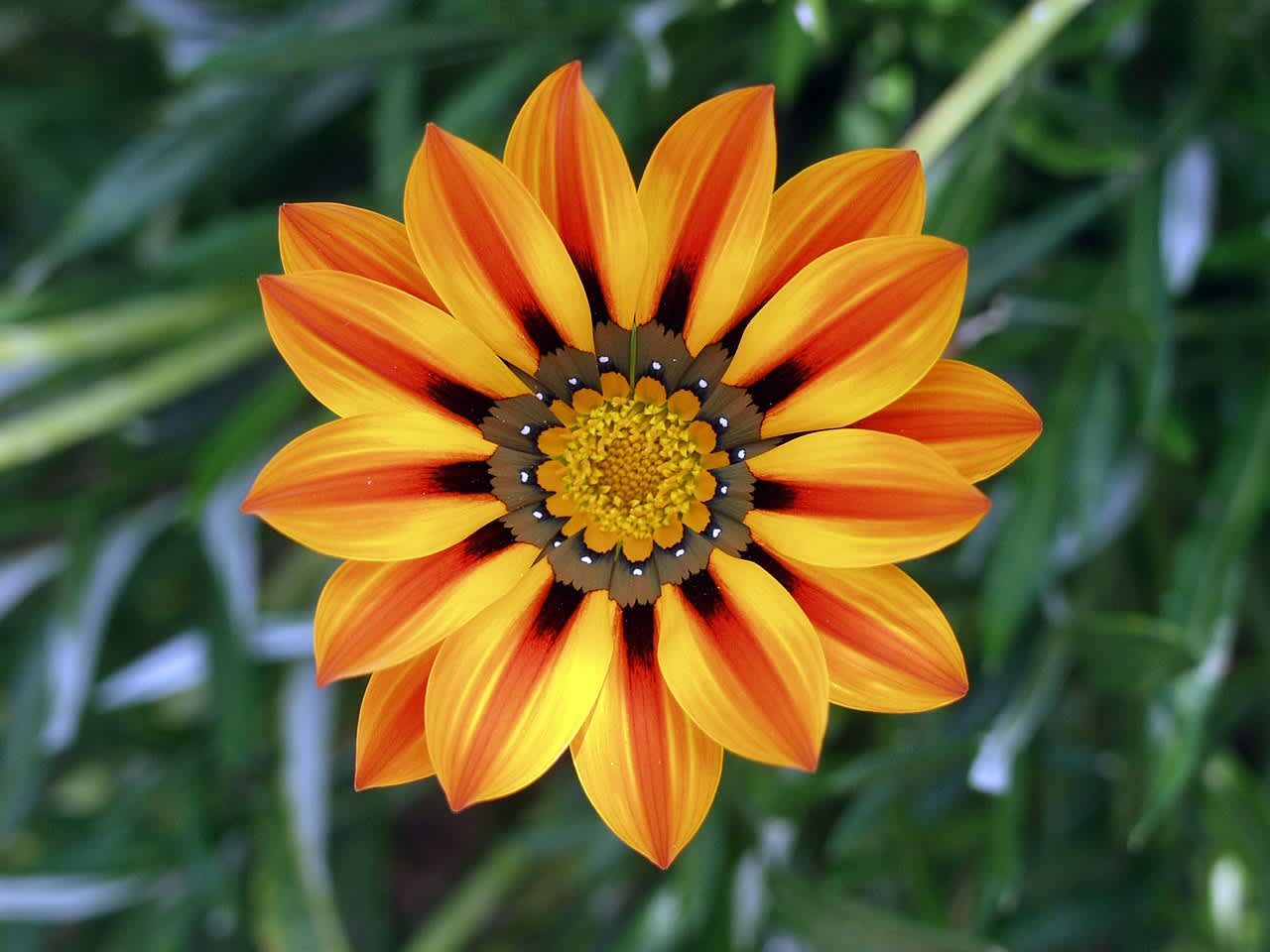 an orange and yellow flower on a green plant