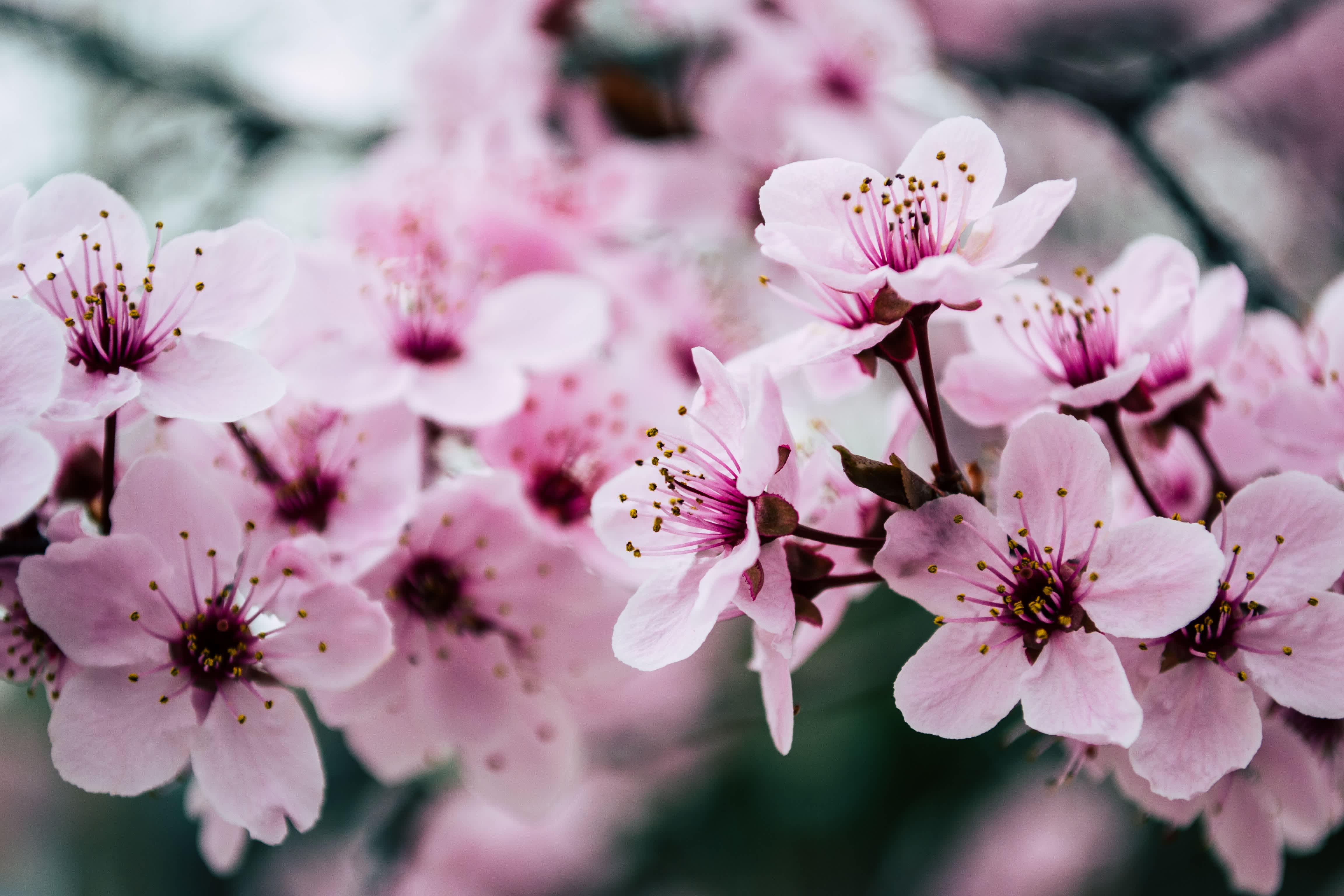 a bunch of pink flowers on a tree
