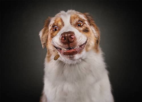 Pet friendly community