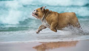 running dog on beach