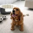 A brown dog with its tongue out sitting on a carpeted floor.
