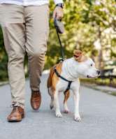 A man walking his dog on a leash in a park. at Cedar Crest Apartments, Farmington, AR, 72730