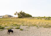 Thumbnail 30 of 80 - Fenced dog run area