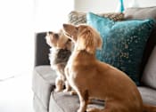 Thumbnail 20 of 37 - Two dogs sitting on a couch at Compass at City Center, Newport News, VA, 23606