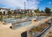 Thumbnail 17 of 45 - community garden at Montiavo, California, 93455