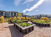 Thumbnail 24 of 41 - A sunny day at a residential complex with raised garden beds in the foreground.