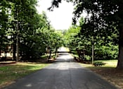Thumbnail 17 of 48 - A tree-lined road stretches into the distance.
