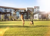 Thumbnail 21 of 26 - two dogs playing with a frisbee in a field