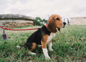 Thumbnail 40 of 59 - a dog on a leash sitting in the grass