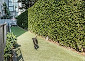 Thumbnail 9 of 32 - A dog is running on a green lawn.
