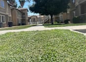 Thumbnail 8 of 25 - A grassy area in front of apartment buildings.
