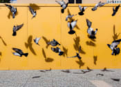 Thumbnail 41 of 43 - a flock of pigeons flying in front of a yellow wall at L Seven, San Francisco, 94103