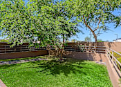 Thumbnail 23 of 29 - A tree in a yard with a wall and a fence.
