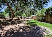 Thumbnail 94 of 94 - A tree in a sunny park with a path leading to a wall.