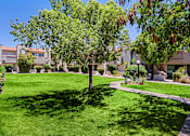 Thumbnail 77 of 94 - A tree in a grassy area with buildings in the background.