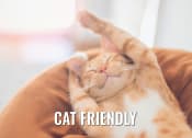 Thumbnail 14 of 14 - an orange and white cat laying on a couch with its paw up in the air