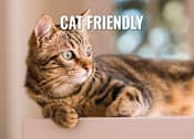 Thumbnail 15 of 17 - A cat with a striped coat is peeking over a white surface.