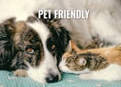 Thumbnail 18 of 19 - A dog and a cat are lying down together on a blue surface.