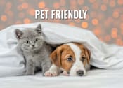Thumbnail 19 of 21 - A grey kitten and a brown and white puppy are peeking out from under a white blanket.