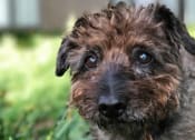 Thumbnail 14 of 30 - a small dog sitting in the grass