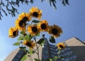 Thumbnail 7 of 30 - Sky Blue Above The Towers