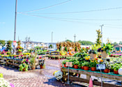 Thumbnail 119 of 124 - A garden center with a variety of plants for sale at Madison Prickett Preserve, Pennsylvania