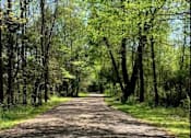 Thumbnail 36 of 36 - A path through a wooded area with trees on either side.