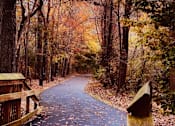 Thumbnail 1 of 36 - A wooden boardwalk leads through a forest in autumn.