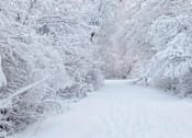Thumbnail 16 of 16 - a snow covered path in the woods