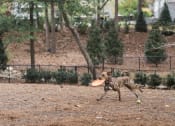Thumbnail 34 of 66 - Walton on the Chattahoochee Fenced Dog Park, Atlanta GA