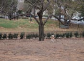 Thumbnail 32 of 66 - Walton on the Chattahoochee Fenced Dog Park, Atlanta, GA