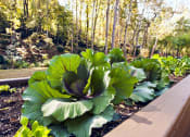 Thumbnail 37 of 66 - Walton on the Chattahoochee Vegetable Garden, Atlanta GA