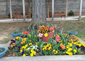Thumbnail 4 of 17 - Community Garden at Highland Memorial, Gastonia, 28052