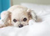 Thumbnail 31 of 31 - Dog at Pinon Lofts Apartments in Sedona AZ