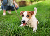 Thumbnail 10 of 16 - Pet Friendly Apartment in Green Valley Arizona Via Alamos Apartments
