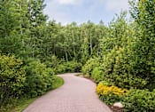 Thumbnail 29 of 42 - a path through a forest with yellow flowers on the side of the path
