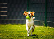 Thumbnail 10 of 11 - A dog is running with a ball in its mouth.
