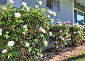 Thumbnail 10 of 35 - A white house with a flower bed in front of it.