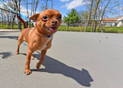 Thumbnail 25 of 33 - Pet Playground at The Metropolitan, Kentucky