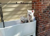 Thumbnail 42 of 47 - Pet Care at Tapestry Park, Chesapeake