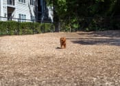 Thumbnail 17 of 35 - Dog Park. The Cascades at Tinton Falls, Tinton Falls NJ 07753