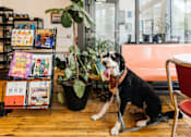 Thumbnail 24 of 26 - Dog sitting next to a table at Bostad Apartments, Fargo, North Dakota 58102