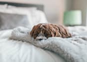 Thumbnail 36 of 50 - Pet Friendly at Dillard Apartments, Fargo, ND 58102